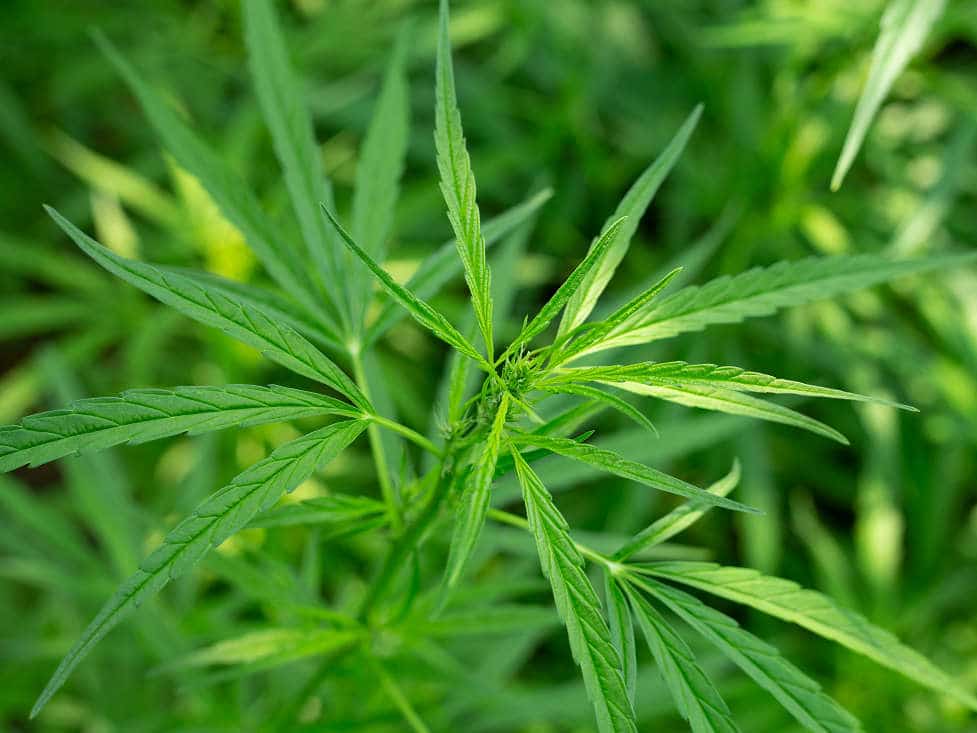 Hallucinogenic Drugs | AToN Center